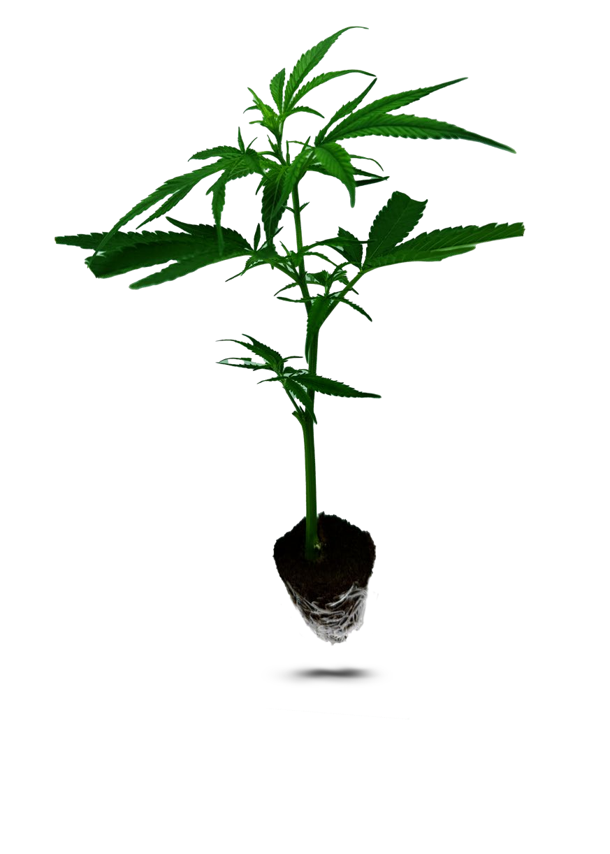 AK 47 25/75