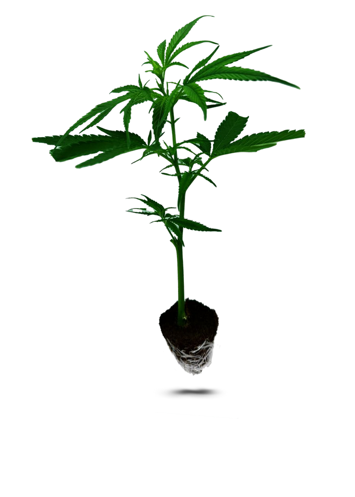 AK 47 25/75